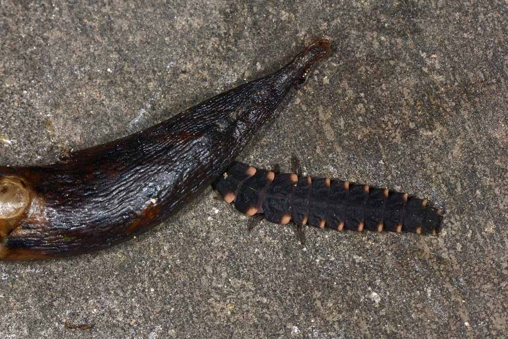 Lucciole predatrici:  Lampyris noctiluca